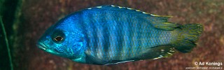 Otopharynx sp. 'ovatus likoma' Membe Point.jpg