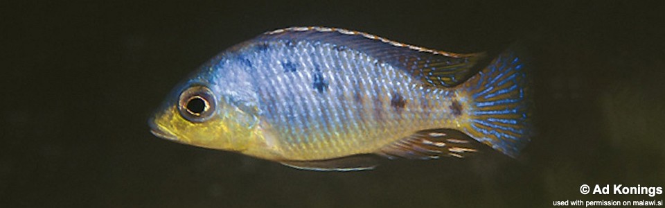 Otopharynx sp. 'spots' Chia