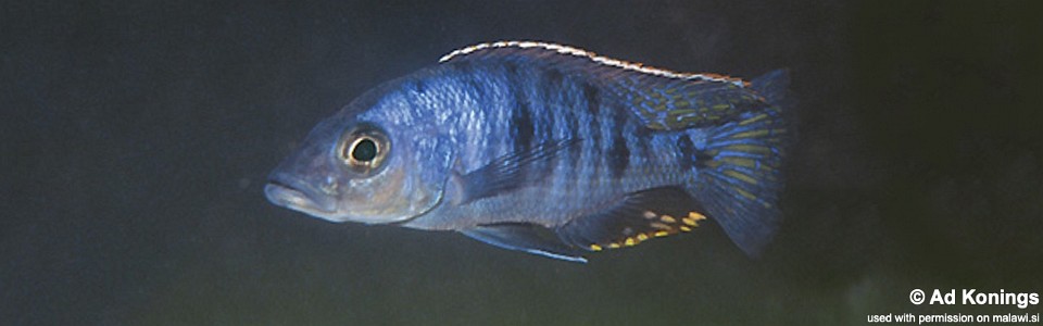 Otopharynx spelaeotes 'Jalo Reef'