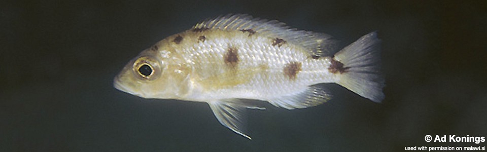 Otopharynx spelaeotes 'Ndumbi Point'