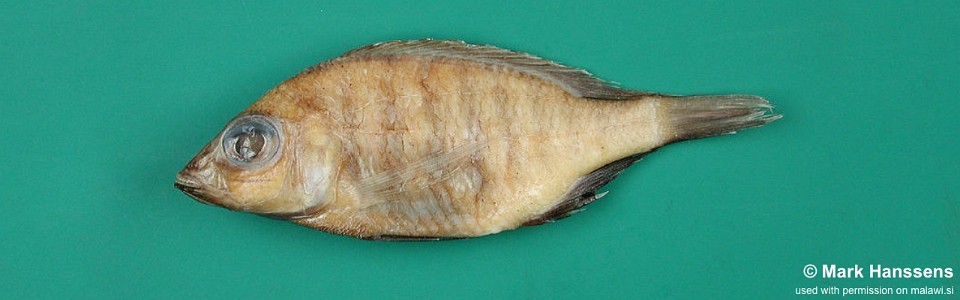 Placidochromis fuscus 'Msaka'