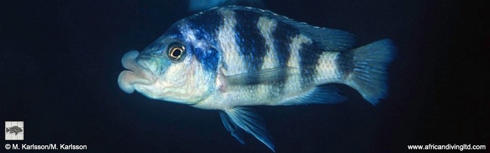 Placidochromis milomo 'Rhoades Bank'