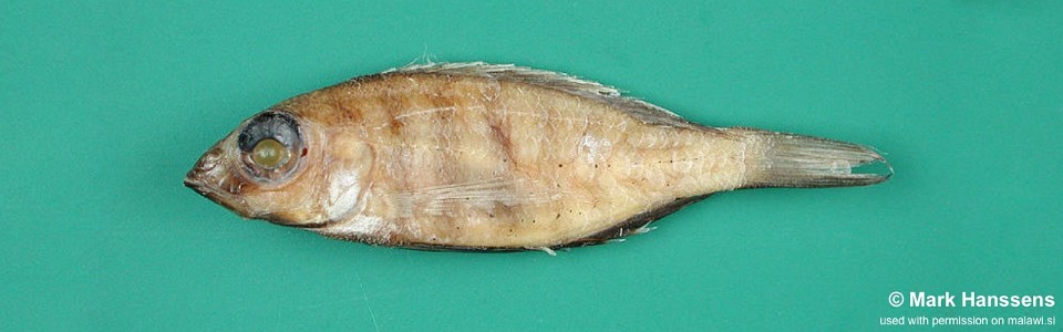 Placidochromis minor 'Msaka'