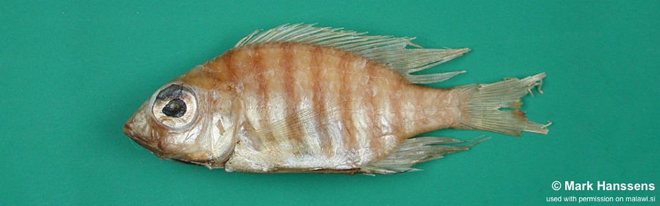 Placidochromis nigribarbis 'Mid-North Station'