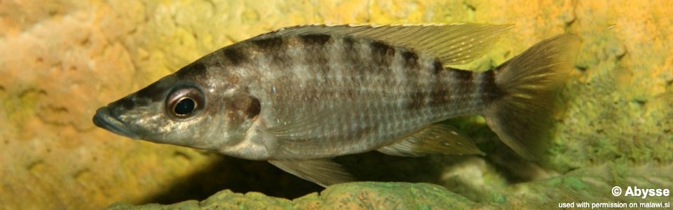 Placidochromis platyrhynchos (unknown locality)