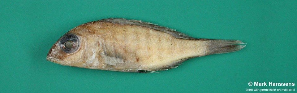 Placidochromis rotundifrons 'Msaka'