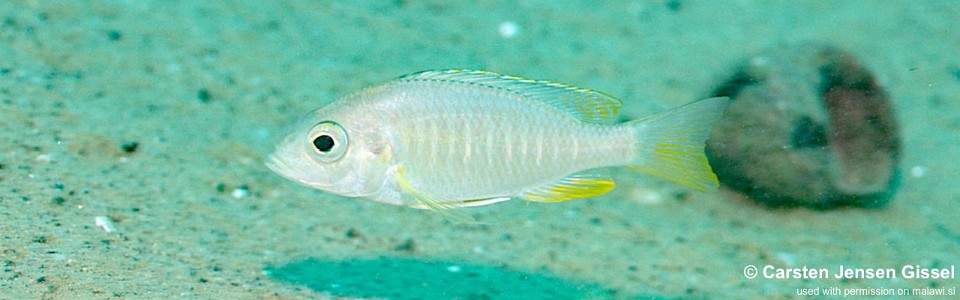 Placidochromis sp. 'blue otter' Mitande Reef