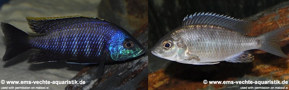 Placidochromis sp. 'blue otter' Tsano Rock