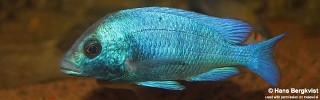 Placidochromis sp. 'phenochilus gissel'.jpg