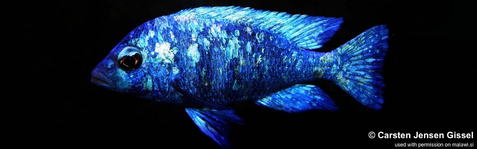 Placidochromis sp. 'phenochilus tanzania' Lupingu