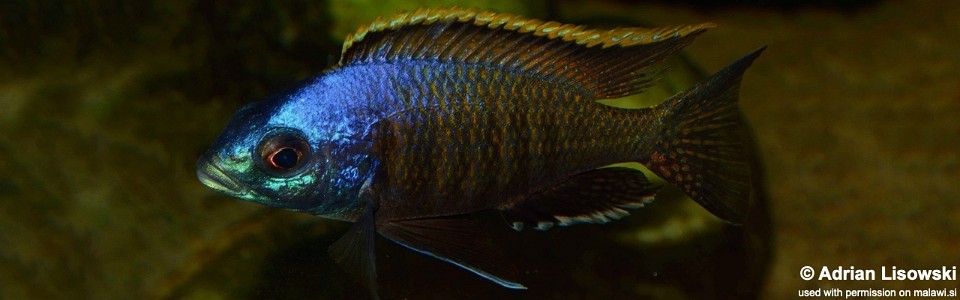 Placidochromis sp. 'blue otter' (unknown locality)