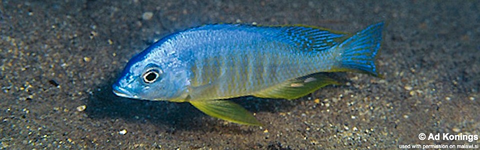 Placidochromis sp. 'electra blackfin' Makonde