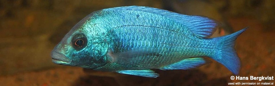 Placidochromis sp. 'phenochilus gissel' (unknown locality)