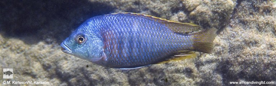 Protomelas similis 'Ngkuyo Island'