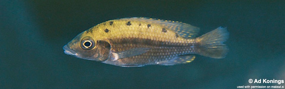 Protomelas sp. 'hertae' Linganjala Reef