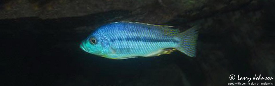 Protomelas spilopterus 'Luwala Reef'