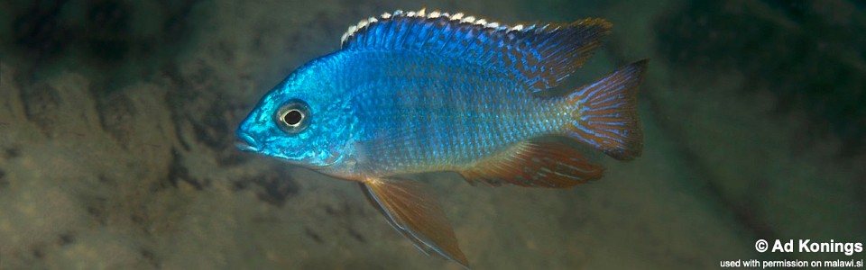 Protomelas taeniolatus 'Masasa Reef'