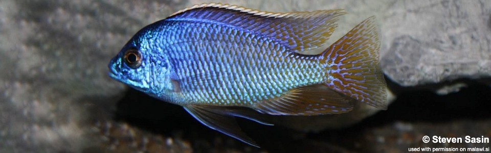 Protomelas taeniolatus 'Mazinzi Reef'