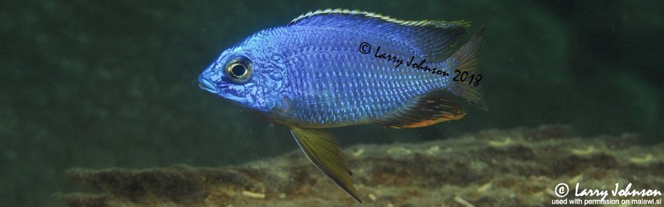 Protomelas taeniolatus 'Mitande Reef'