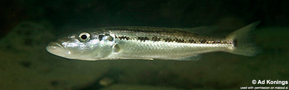 Rhamphochromis esox 'Gome'