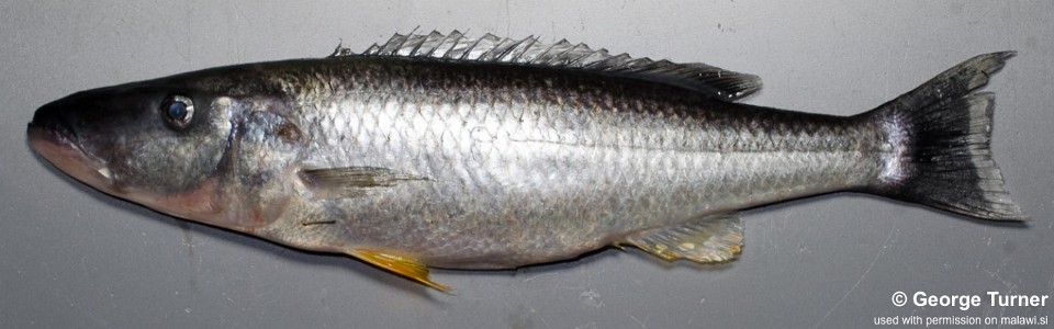 Rhamphochromis esox (unknown locality)