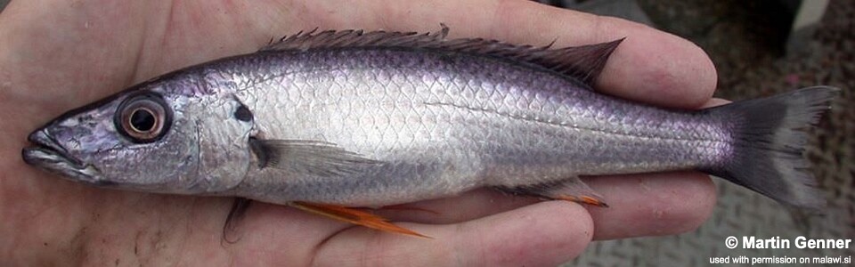 Rhamphochromis macrophthalmus 'South East Arm'<br><font color=gray>Rhamphochromis sp. 'longiceps grey-back' South East Arm</font> 