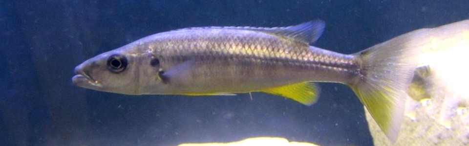 Rhamphochromis sp. 'chilingali' Lake Chilingali