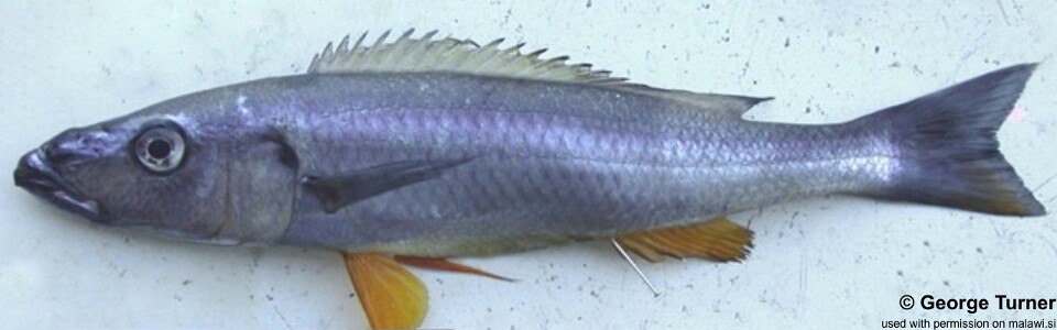 Rhamphochromis sp. 'longiceps yellowbelly' (unknown locality)