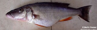 Rhamphochromis sp. 'longsnout' South East Arm.jpg
