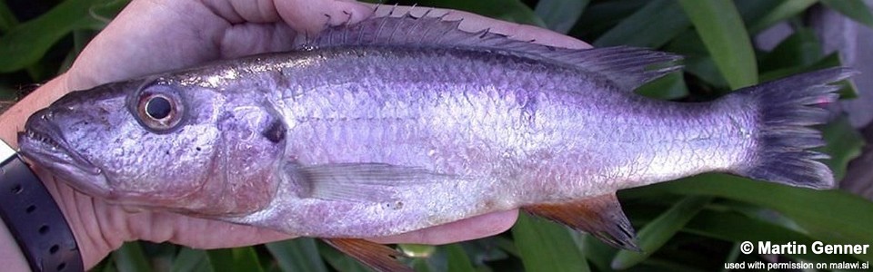 Rhamphochromis sp. 'big tooth' Kande Island