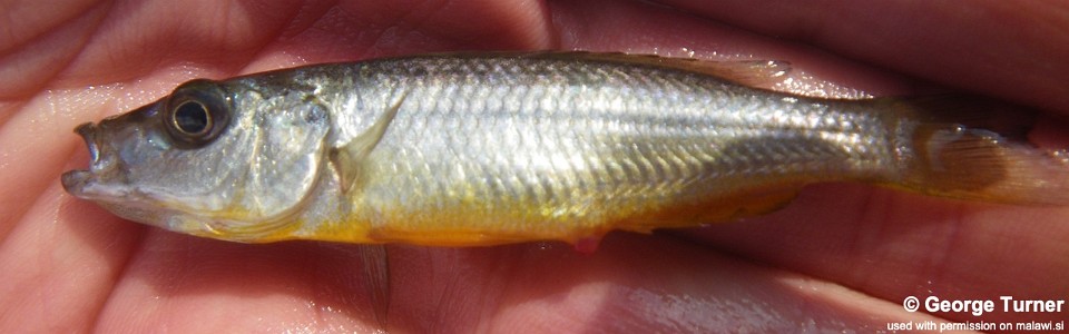 Rhamphochromis sp. 'kingiri dwarf' Lake Kingiri