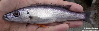 Rhamphochromis sp. 'longiceps grey-back' South East Arm.jpg