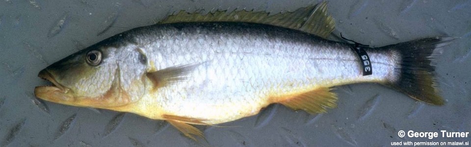 Rhamphochromis sp. 'maldeco' South East Arm