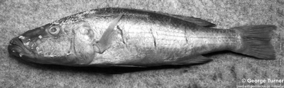 Rhamphochromis woodi (paralectotype)