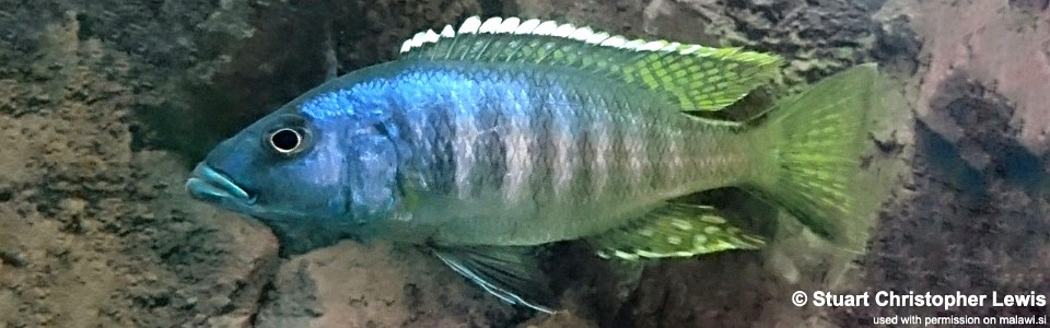 Sciaenochromis ahli 'Chimwalani (Eccles) Reef'