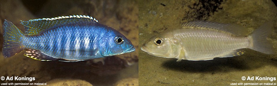 Sciaenochromis ahli 'Masimbwe Island'