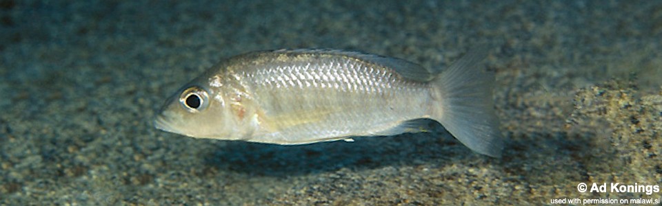 Sciaenochromis ahli 'Msisi'