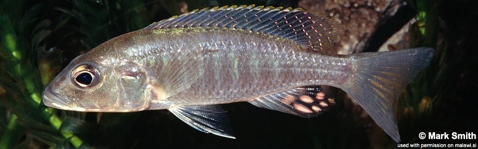 Sciaenochromis ahli (unknown locality)