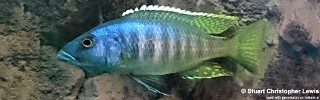 Sciaenochromis ahli 'Chimwalani (Eccles) Reef'.jpg