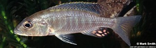 Sciaenochromis ahli.jpg