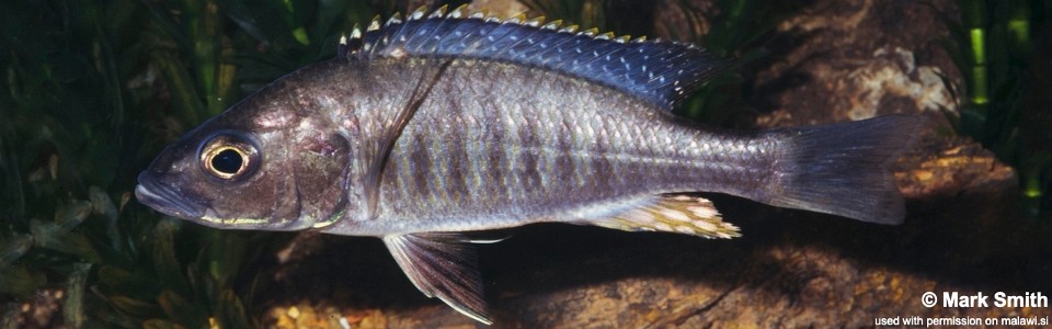 Sciaenochromis benthicola (unknown locality)