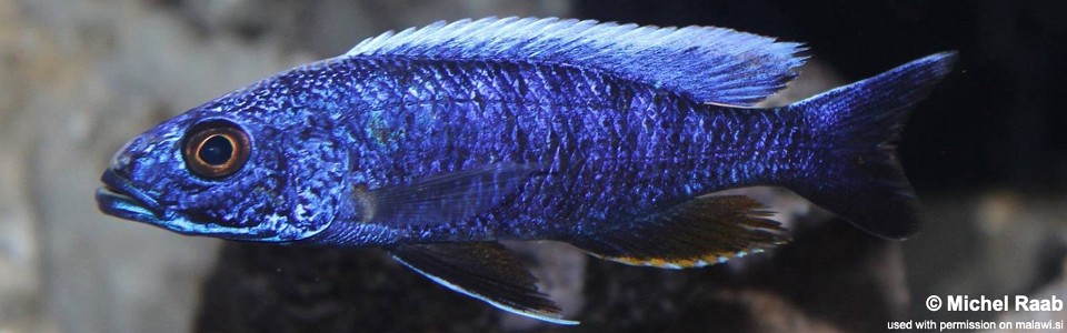 Sciaenochromis fryeri 'Chidunga Rocks'