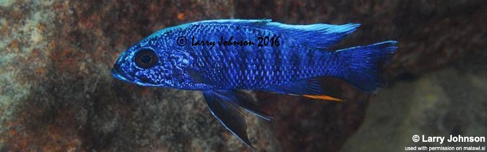 Sciaenochromis fryeri 'Chilungo Bay'