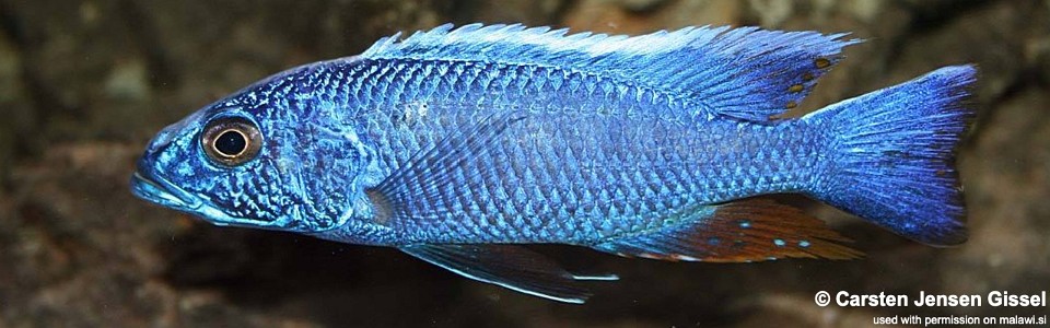 Sciaenochromis fryeri 'Chimwalani (Eccles) Reef'