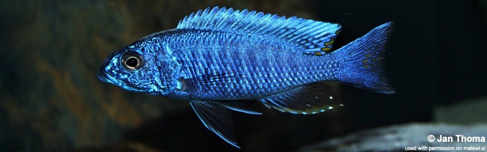 Sciaenochromis fryeri 'Chizumulu Island'