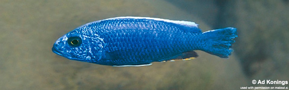 Sciaenochromis fryeri 'Chuanga'