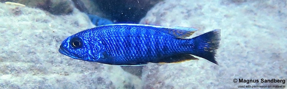 Sciaenochromis fryeri 'Likoma Island'