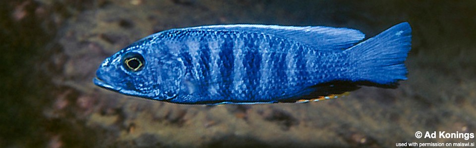 Sciaenochromis fryeri 'Lundu'