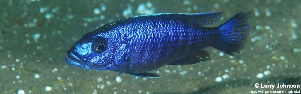 Sciaenochromis fryeri 'Luwala Reef'