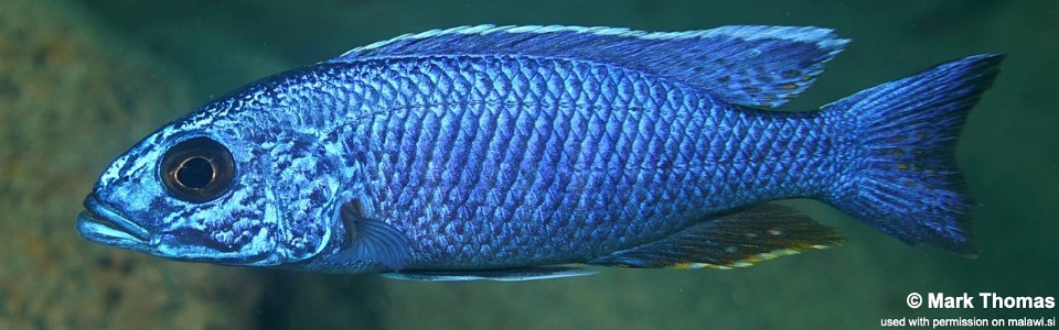 Sciaenochromis fryeri 'Magunga'